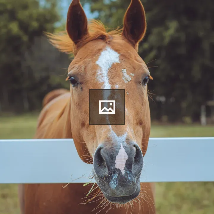 Horse by Fence Looks at Camera