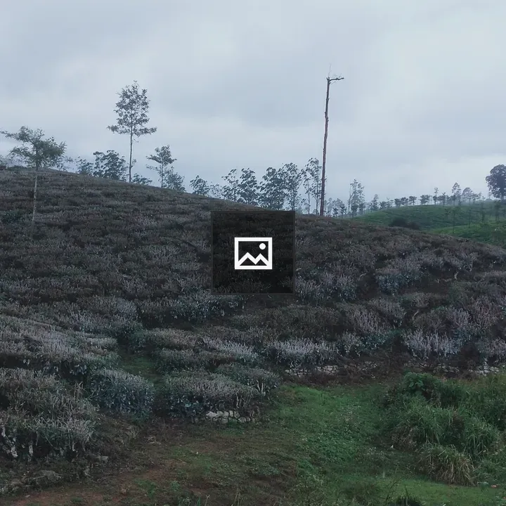 Flowers with Tea Field