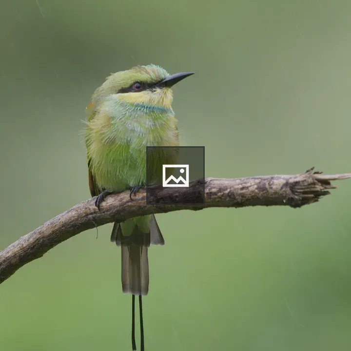 Green bee-eater perched on branch