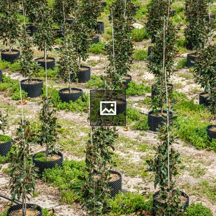 Rows of potted blueberry bushes
