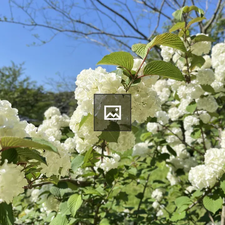 Hydrangea cluster in sunlight