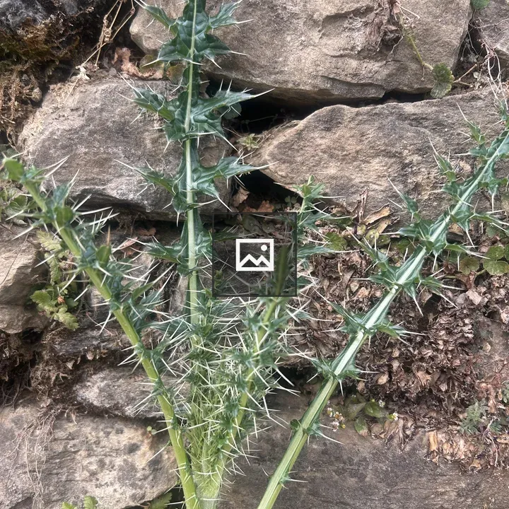 Tall green spiky plant