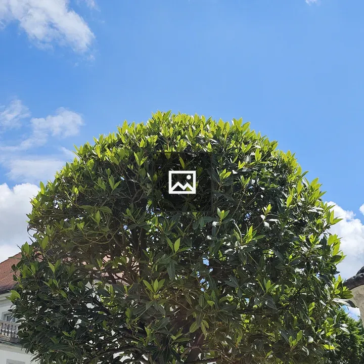 Round Bushy Tree with Blue Sky