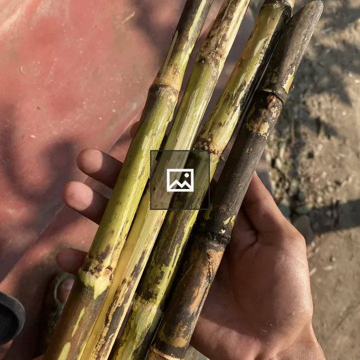 Sugarcane stalks in hand
