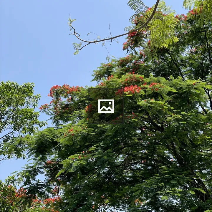 Tree with green leaves and red flowers