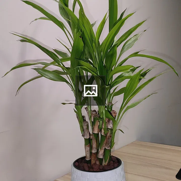 Lucky bamboo in white pot