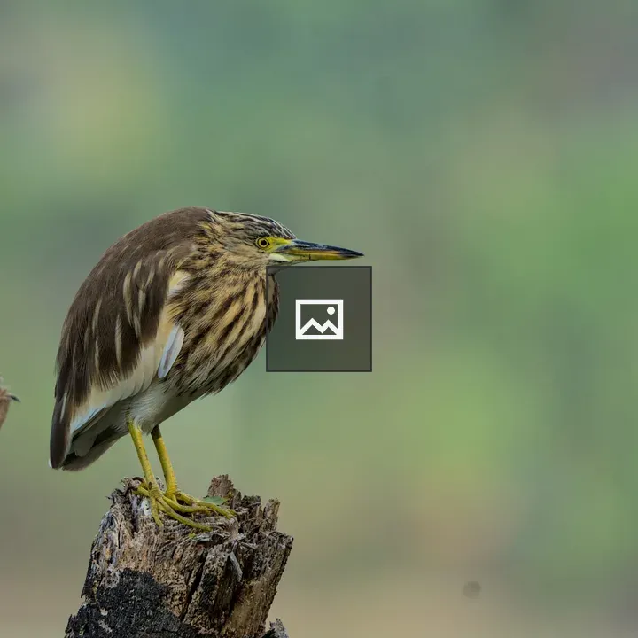 Brown and white heron on stump