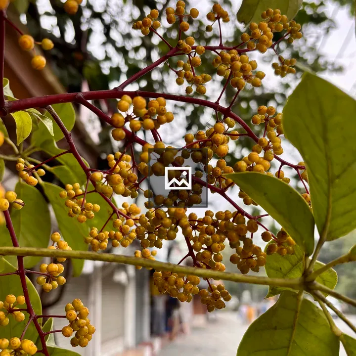 Yellow berries on green leaves