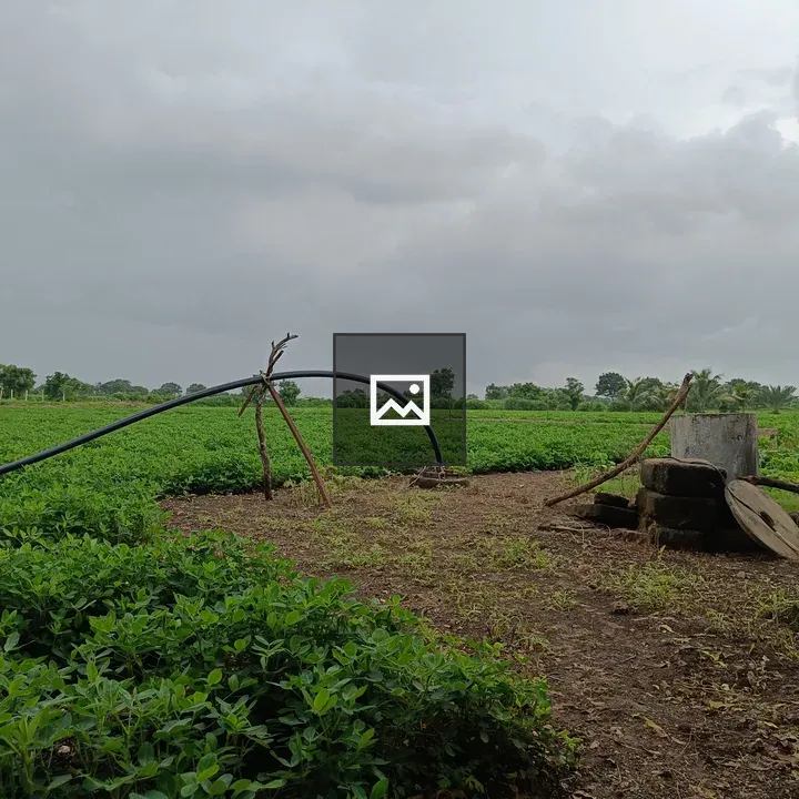 Green peanut plants field