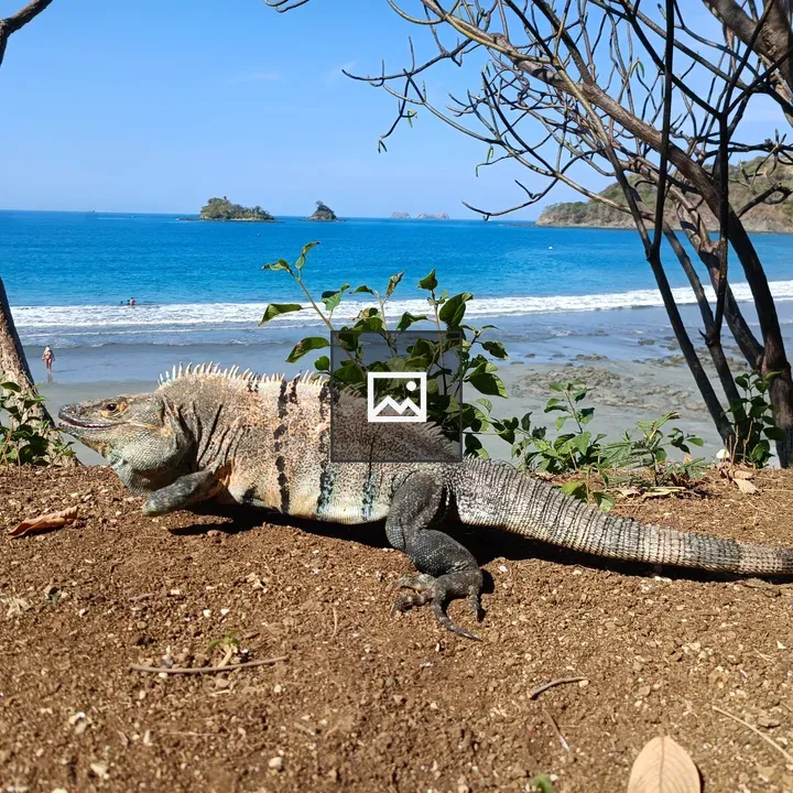 Iguana on sandy coastal area
