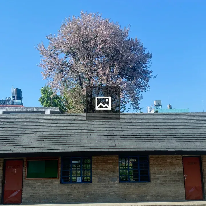 Blossoming Pink Tree Over Stone Building