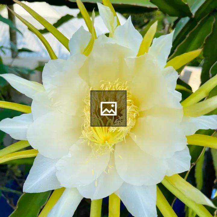 White dragon fruit flower close-up