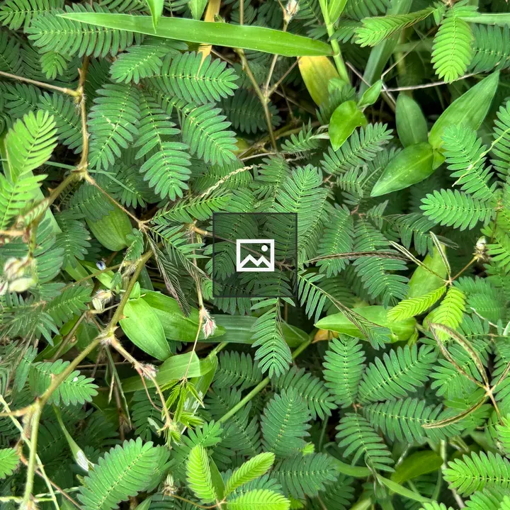 Sensitive plant leaves from above
