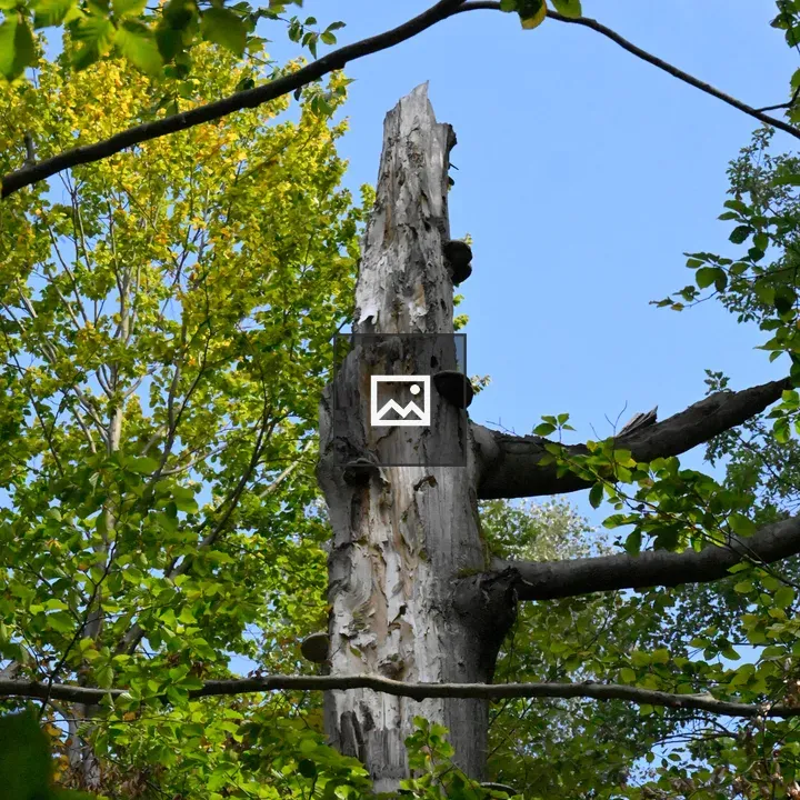 Bare Tree with Green Surroundings