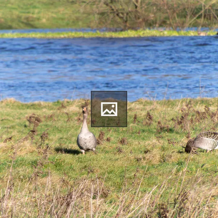 Geese grazing by riverbank