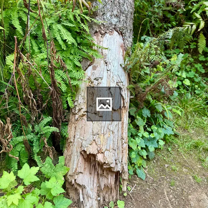 Base of a broken tree trunk in forest