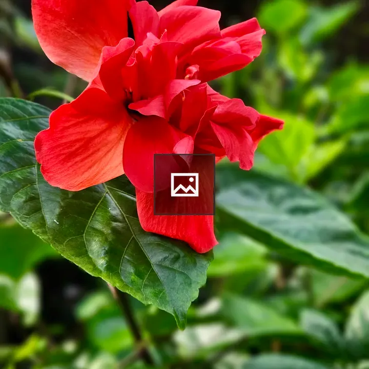Red hibiscus flower close-up