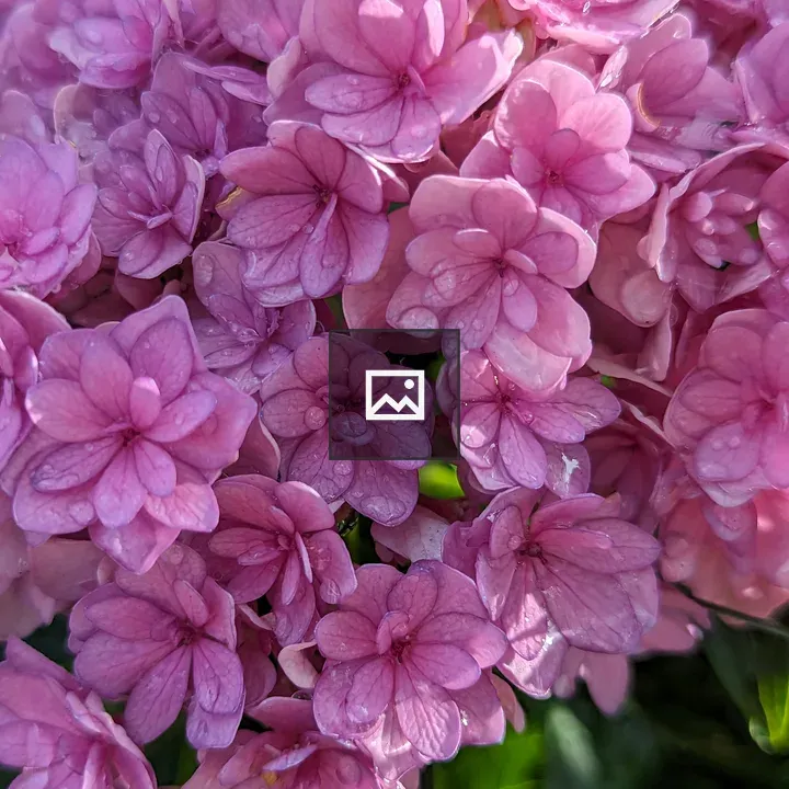Tiny pink hydrangea flowers