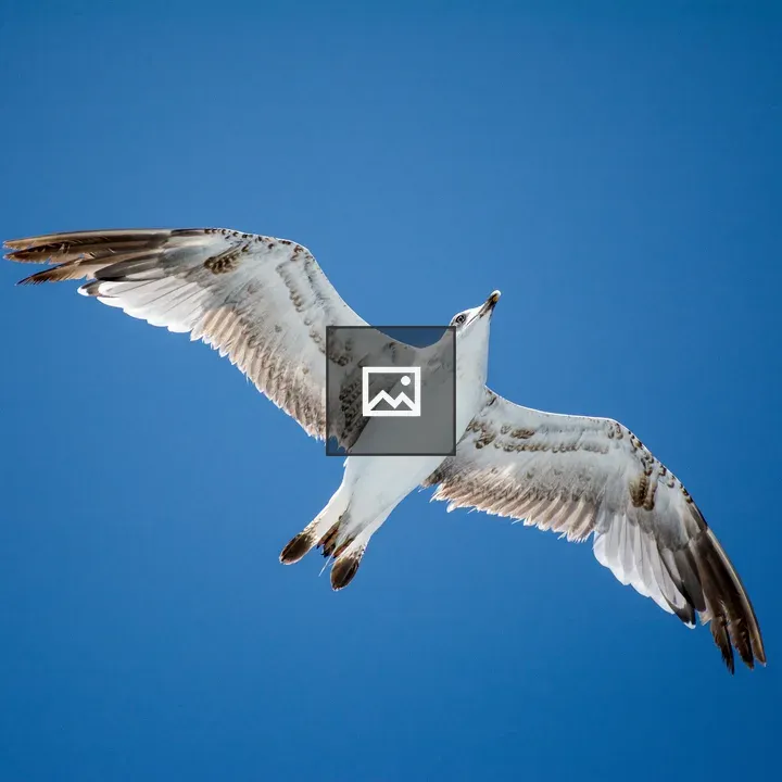 Seagull in Flight
