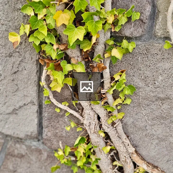 Ivy on Stone Wall