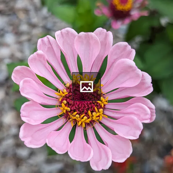 Pink Zinnia Wilting Bloom