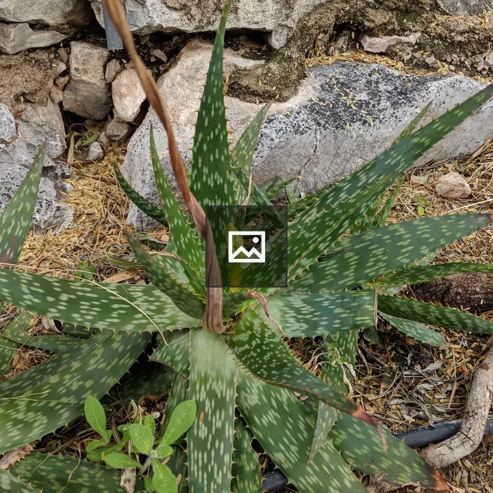 Close Up of a Cactus