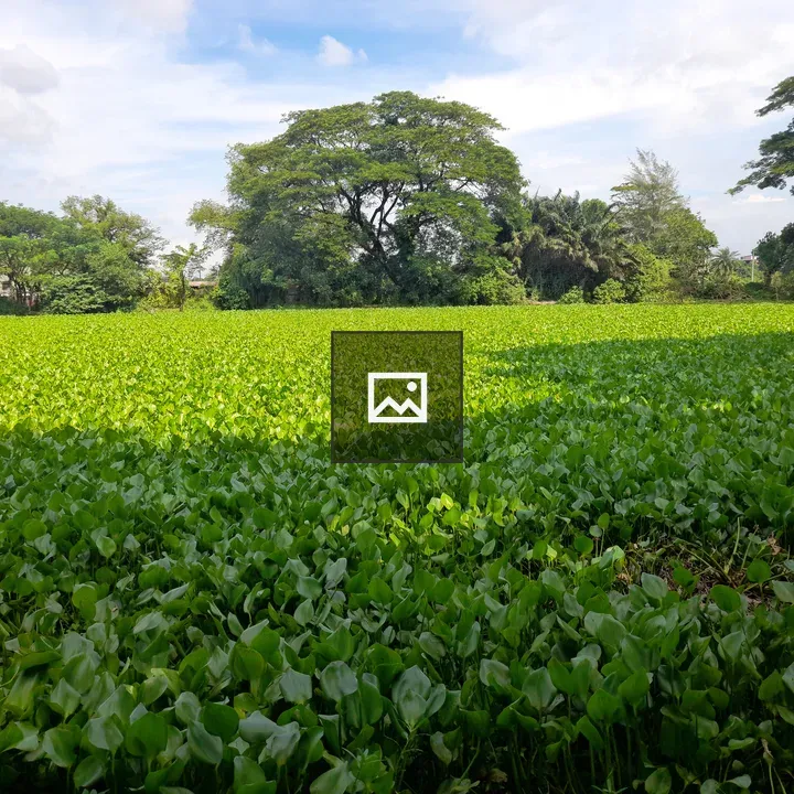 Green field with water plants