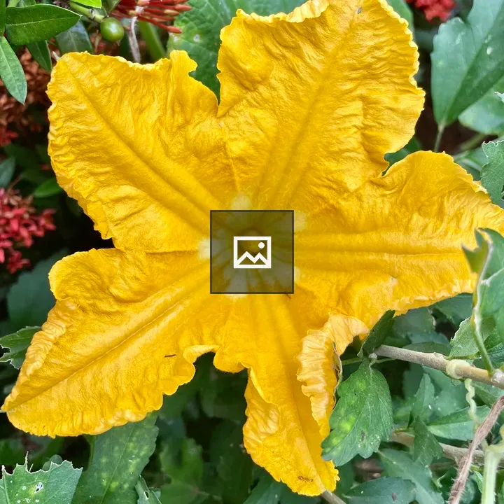 Pumpkin flower close-up