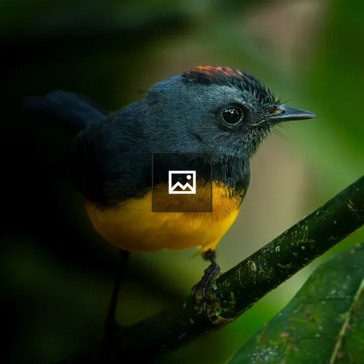 Costa Rica Bird