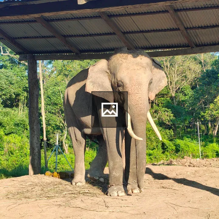 Elephant under a metal shelter