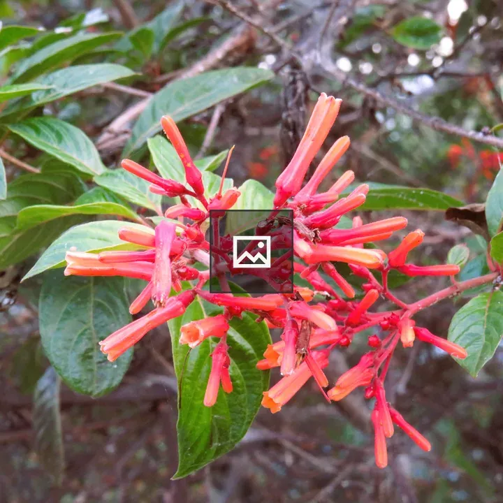 Firebush flower cluster