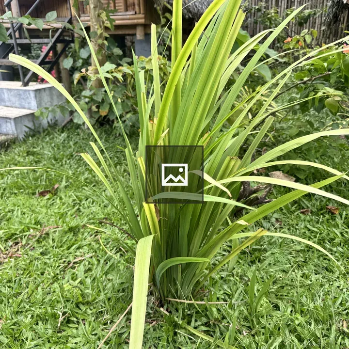 Lemongrass in a grassy yard