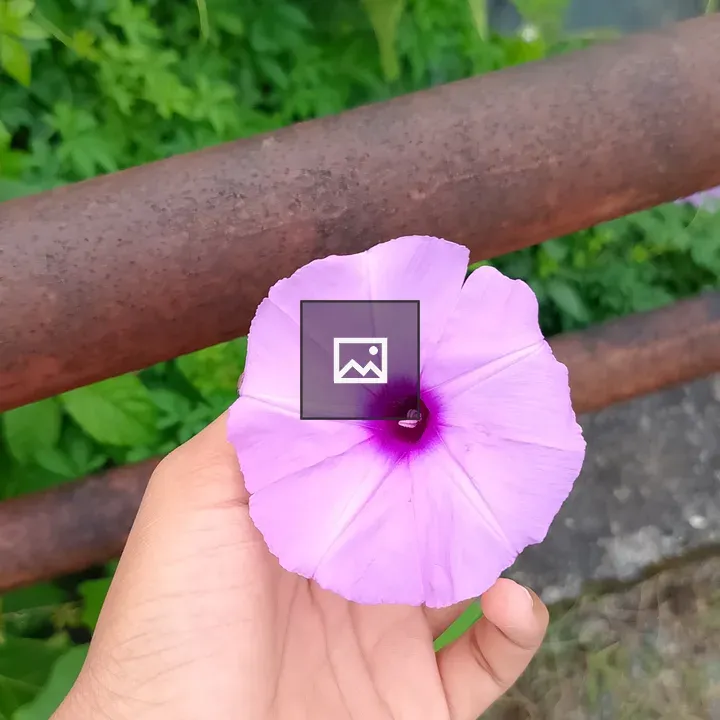 Hand Holding Violet Flower