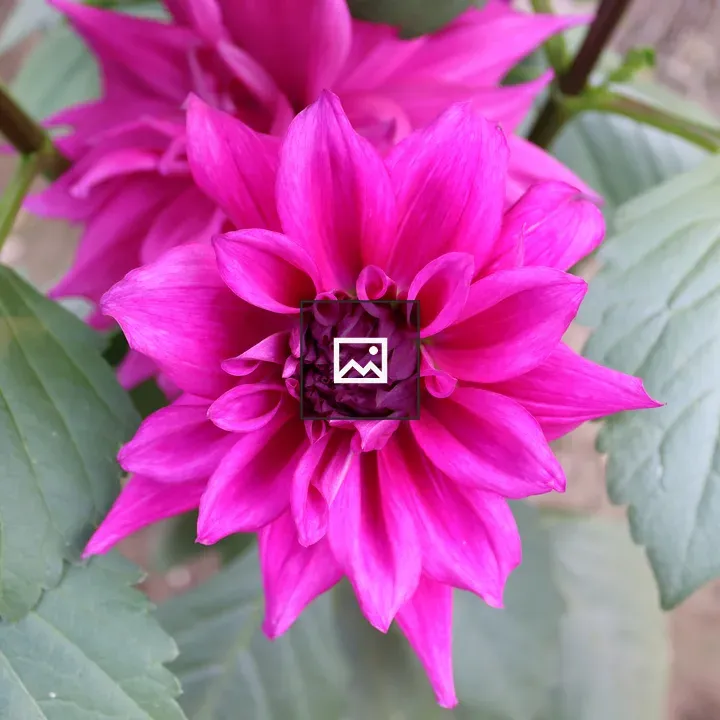 Violet Flower