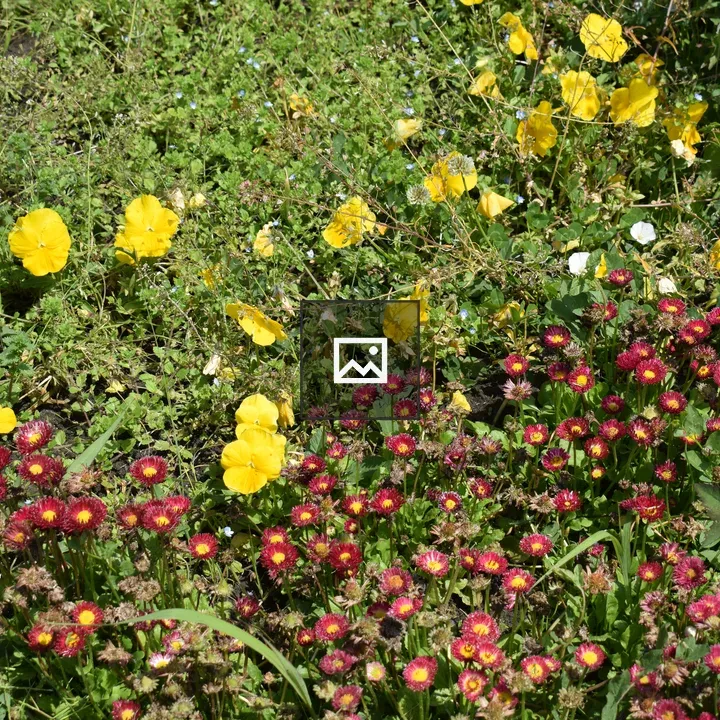 Garden with mixed flowers
