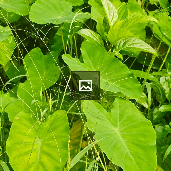 Colocasia Leaves in Wetlands