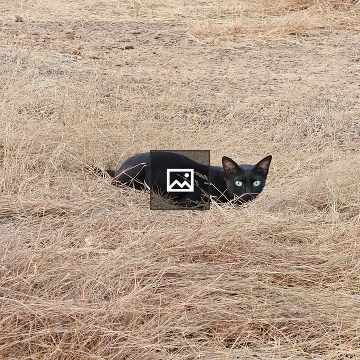 Black cat in dry grass