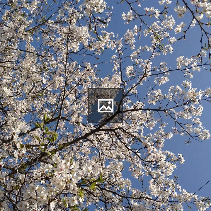 Mountain Cherry Blossom Branch