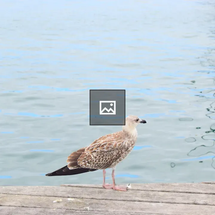 Seagull on a Wooden Dock