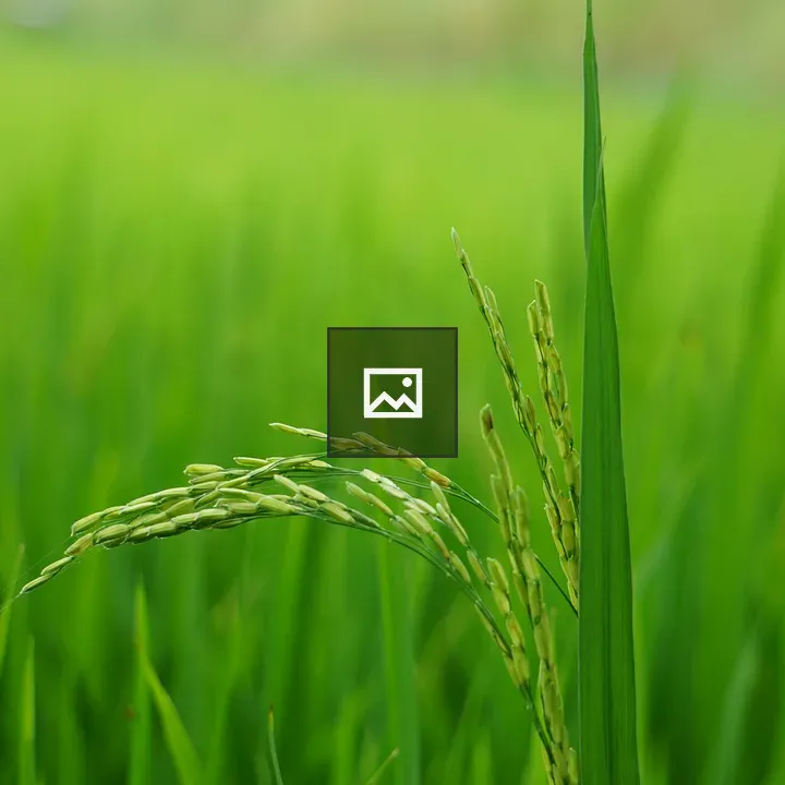 Rice plant with green ear