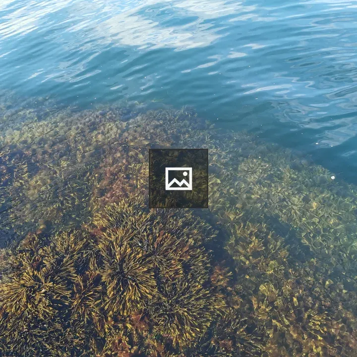 Seaweed