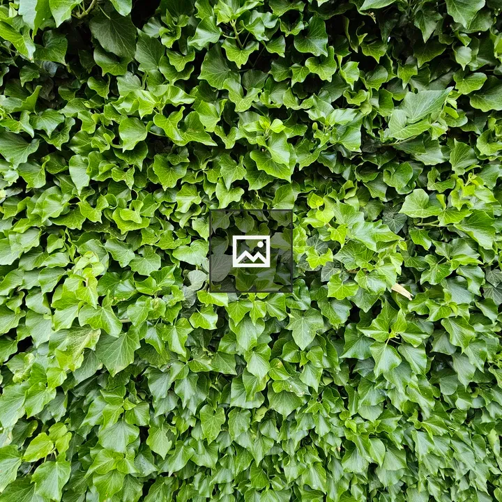 Ivy Wall Close-Up