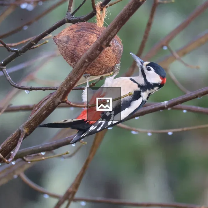 Male Greater Spotted Woodpecker