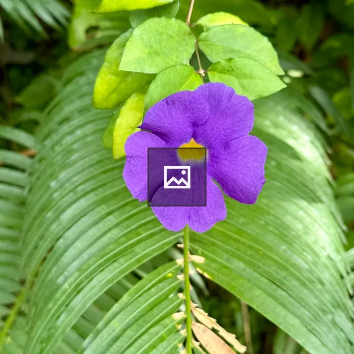 Purple Thunbergia flower in foliage