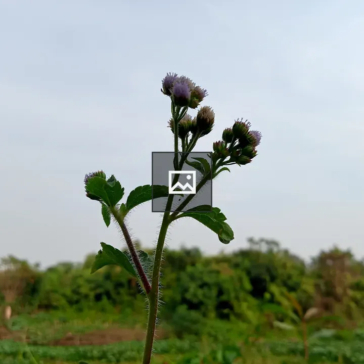 Green plant with purple buds