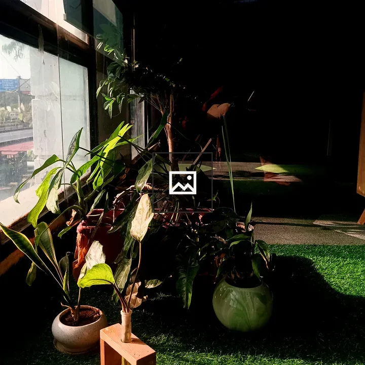 Potted plants by a window