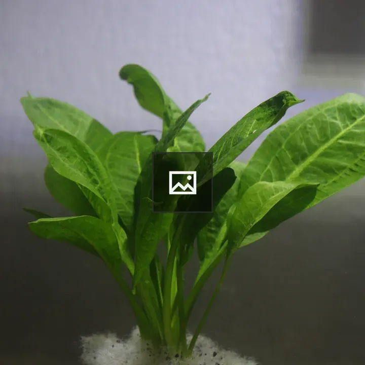 Green aquatic plant in fish tank