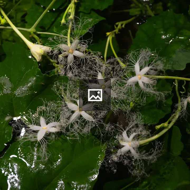 Trichosanthes cucumeroides flower close-up