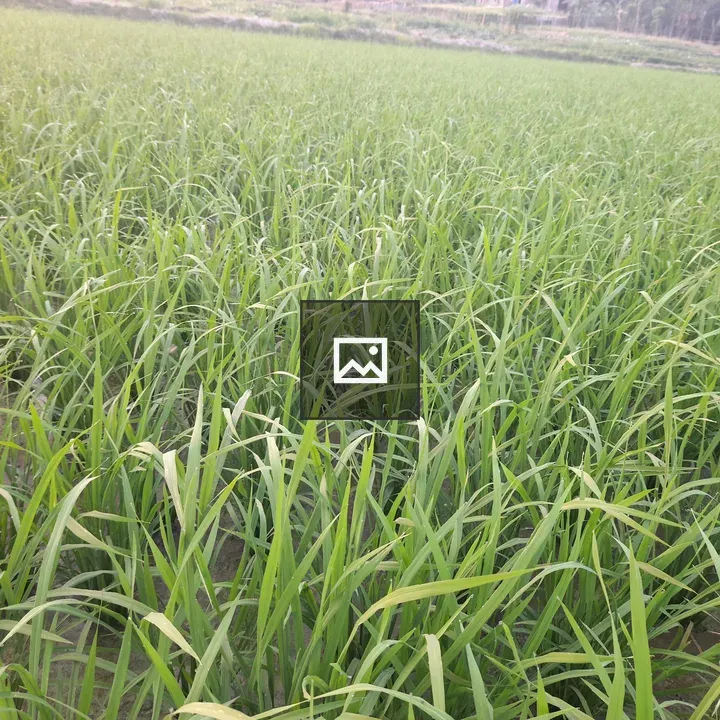Rice field with young plants