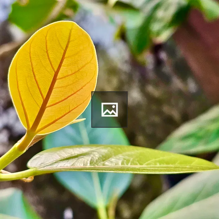 Ficus benghalensis Leaf Bonsai